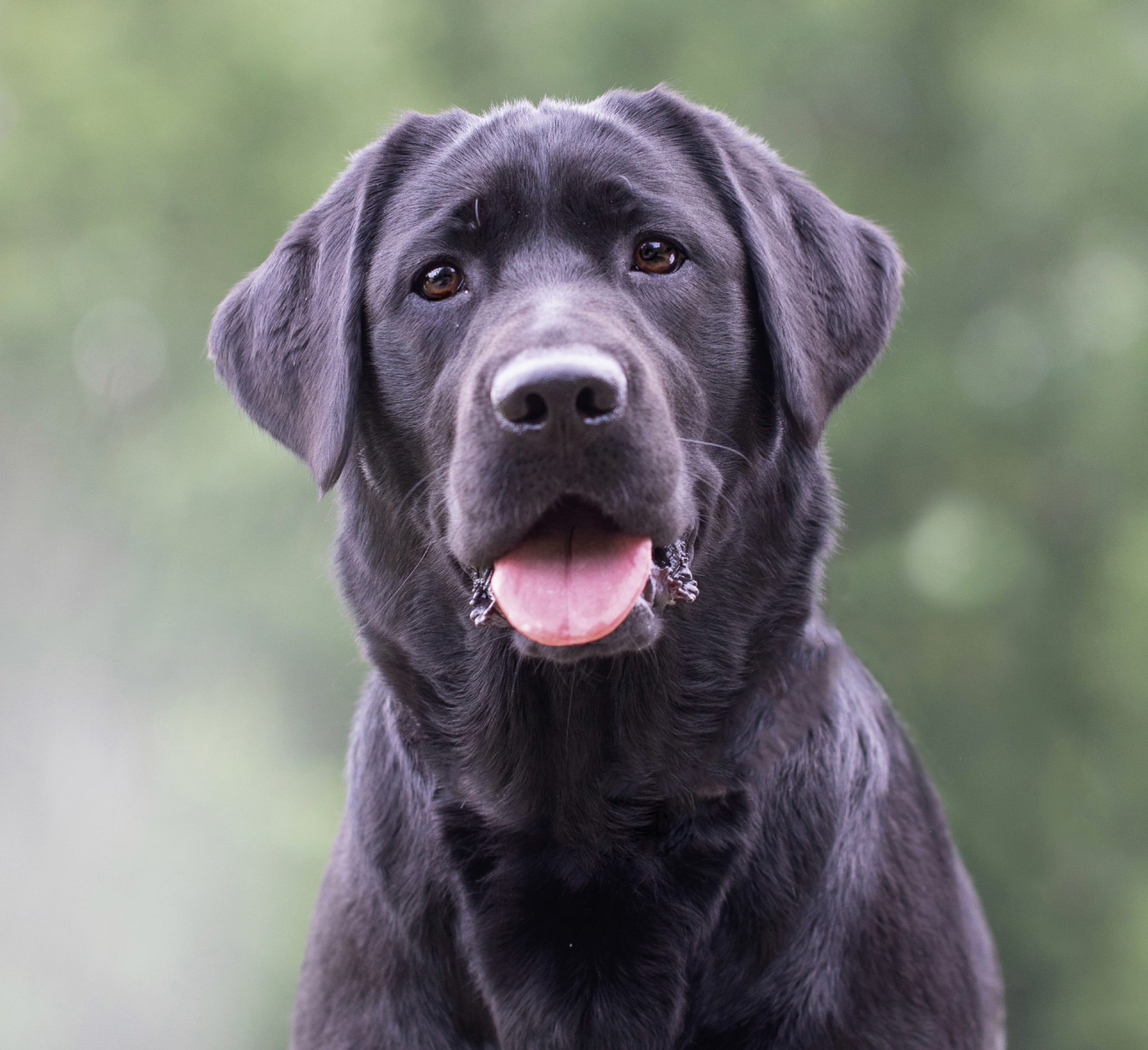 UNSERE HUNDE | Fairytale's Edition Labrador Retriever